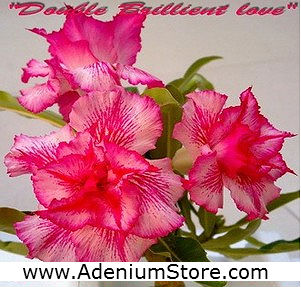 New Rare Adenium \'Double Brilliant Love\' 5 Seeds